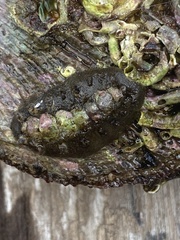 Acanthochitona