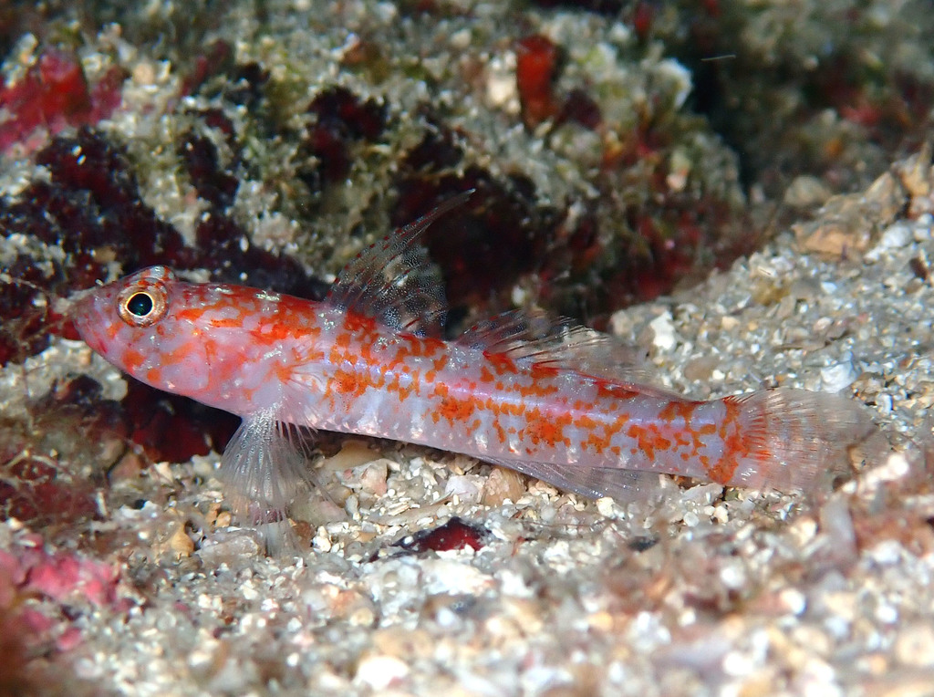Dollfus' goby (Vanneaugobius dollfusi) — Gobiidae