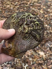 Acanthochitona