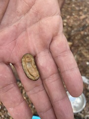 Acanthochitona