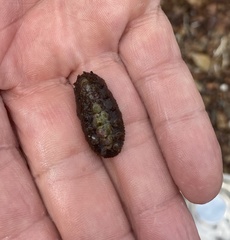 Acanthochitona