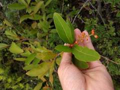 Citharexylum caudatum