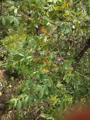 Euphorbia celastroides