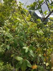 Euphorbia celastroides