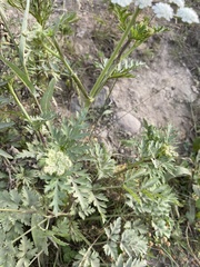 Kitagawia terebinthacea