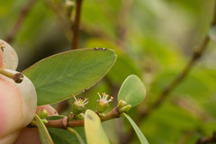 Euphorbia celastroides