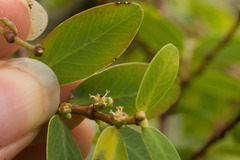 Euphorbia celastroides