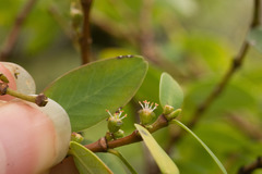 Euphorbia celastroides