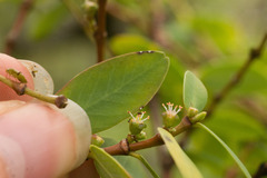 Euphorbia celastroides