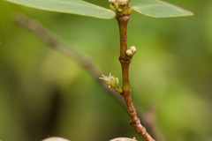 Euphorbia celastroides