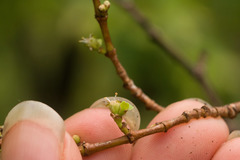 Euphorbia celastroides