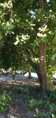 Barringtonia asiatica observed 2021-07-31