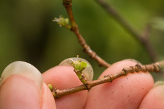 Euphorbia celastroides