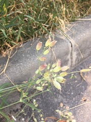 Silene vulgaris