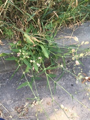 Silene vulgaris