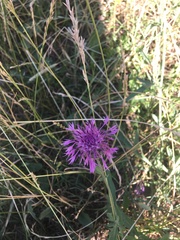 Centaurea scabiosa