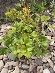 Ligusticum scothicum hultenii