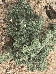 Lomatium mohavense