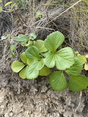 Ligusticum scothicum hultenii
