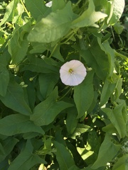 Convolvulus arvensis