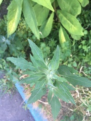 Chenopodium album