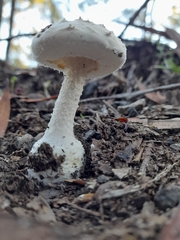 Amanita farinacea