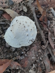 Amanita farinacea