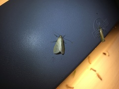 Loxostege turbidalis