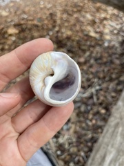 Cryptonatica janthostoma