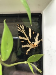 Euplagia quadripunctaria