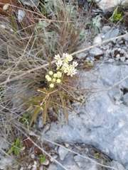 Asclepias nivea