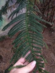 Araucaria columnaris