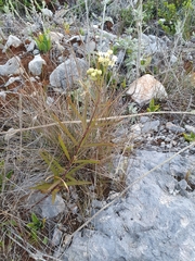 Asclepias nivea