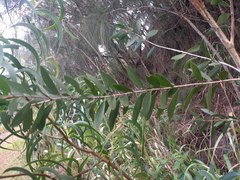 Acacia confusa