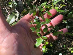 Jasminum didymum racemosum