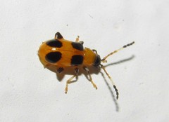 Cornulactica spinosa