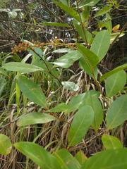 Citharexylum caudatum