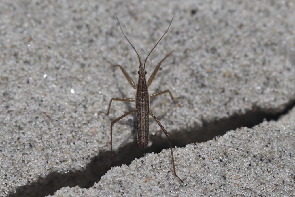 Reed Damsel Bug