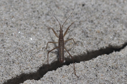 Reed Damsel Bug