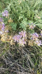 Astragalus lotiflorus