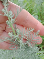 Artemisia macrantha