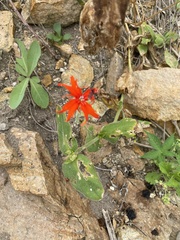 Silene fulgens