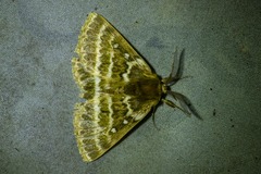 Anthela euryphrica