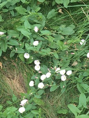 Convolvulus arvensis