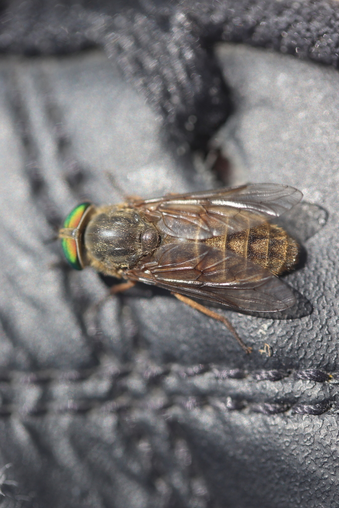 Slender-horned Horsefly