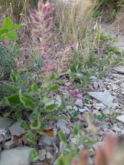 Teucrium chamaedrys nuchense