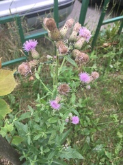 Cirsium arvense
