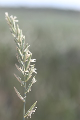 Elymus athericus