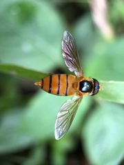 Asarkina salviae