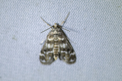Hygraula